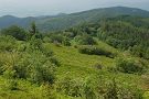 Národná prírodná rezervácia Čergovský Minčol - Pohľad na sedlo pod Minčolom
