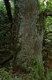 Jaseň štíhly (Fraxinus excelsior)