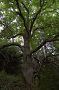Jaseň štíhly (Fraxinus excelsior)