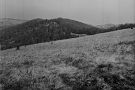 Ostrý kameň. Za ním vľavo stúpanie na vrch Čergov, dnes zarastené smrekovcom. Vpravo sedlo Čergov.