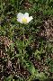 Veternica lesná - Anemone sylvestris