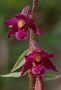 Kruštík tmavočervený pravý - Epipactis atrorubens subsp. atrorubens