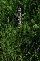 Päťprstnica voňavá - Gymnadenia odoratissima