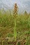 Vstavačovec zelený - Dactylorhiza viridis
