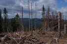 Kalamitou zničený umelo vysadený smrekový les na vrchu Škaredé