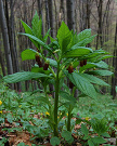 Skopólia kranská (Scopolia carniolica Jacq.)