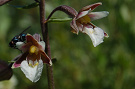 Kruštík močiarny - Epipactis palustris. Detail kvetu.