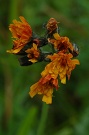 Jastrabnk pomaranov - Hieracium aurantiacum