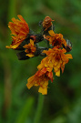 Jastrabník pomarančový - Hieracium aurantiacum