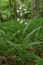 Prilbovka dlholist - Cephalanthera longifolia