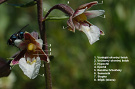 Kruštík močiarny - Epipactis palustris. Detail kvetu.