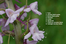Päťprstnica obyčajná pravá - Gymnadenia conopsea subsp. conopsea. Detail kvetu.