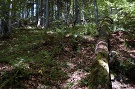 Prirodzen bukov les