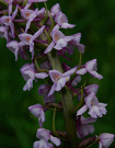 Päťprstnica obyčajná pravá - Gymnadenia conopsea subsp. conopsea