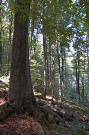 Livovský jaseň s obvodom kmeňa 3,3 m. Jaseň štíhly (Fraxinus excelsior)