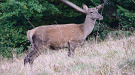 Jeleň lesný - Cervus elaphus