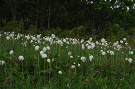 Veternica lesn - Anemone sylvestris 