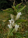 Horec luskovit biely (Gentiana asclepiadea 'Alba')