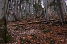 120-ročný les v oblasti Blaňarová