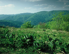 Veľká Javorina