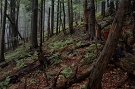 Lesy Hraovka