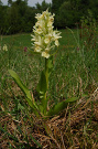 Vstavačovec bazový - Dactylorhiza sambucina
