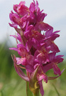 Vstavaovec bazov - Dactylorhiza sambucina