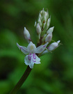 Vstavaovec Fuchsov Soov - Dactylorhiza fuchsii subsp. sooiana