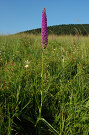 Päťprstnica hustokvetá - Gymnadenia densiflora