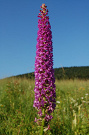 Päťprstnica hustokvetá - Gymnadenia densiflora