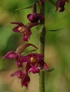 Kruštík tmavočervený pravý - Epipactis atrorubens subsp. atrorubens