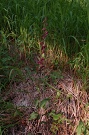 Krutk tmavoerven prav - Epipactis atrorubens subsp. atrorubens