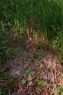 Kruštík tmavočervený pravý - Epipactis atrorubens subsp. atrorubens
