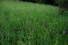Mečík škridlicovitý - Gladiolus imbricatus