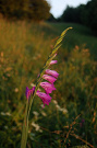 Mečík škridlicovitý - Gladiolus imbricatus