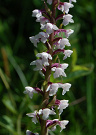 Päťprstnica voňavá - Gymnadenia odoratissima