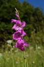 Mečík škridlicovitý - Gladiolus imbricatus
