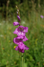 Mečík škridlicovitý - Gladiolus imbricatus