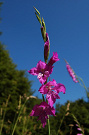 Mečík škridlicovitý - Gladiolus imbricatus