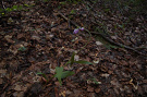 Prilbovka červená - Cephalanthera rubra