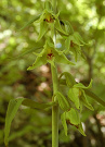 Kruštík úzkopyskový - Epipactis leptochila