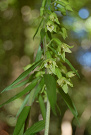 Kruštík Greuterov - Epipactis greuteri