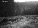Čergovská svorka zachytená fotopascou. Vlk dravý - Canis lupus