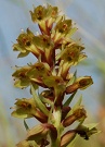 Vstavaovec zelen - Dactylorhiza viridis