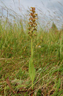 Vstavačovec zelený - Dactylorhiza viridis