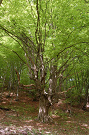 Hrab obyčajný - Carpinus betulus