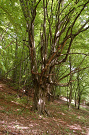 Hrab obyčajný - Carpinus betulus