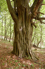 Hrab obyčajný - Carpinus betulus