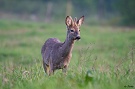 Srnec lesný - Capreolus capreolus