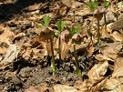 emerica purpurov (Helleborus purpurascens)